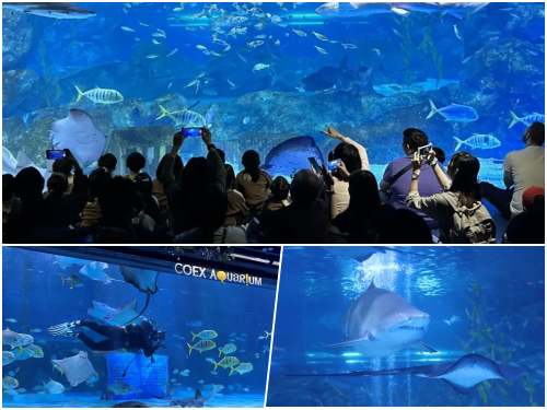 coex-水族館の大水槽